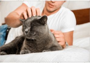 Having-a-Pet